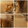 Bild auf Leinwand - Leinwandbild - tiger tier - 125x70cm - Produktbild-Vorschau 8