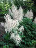 6 x Wald-Geißbart - weiße Blüte - Leitstaude - TB 9 Produktbild-Vorschau 1