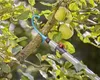 Gardena 17401-20 arbre/poignée/adaptateur pour outils à Voir les images du produit 6