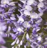 Wisteria sinensis Prolific 70-80 cm - Chinesischer Produktbild-Vorschau 1