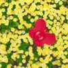 Relaxdays Sprinkler Blume, 6er Set, Spritzblume Garten, Produktbild-Vorschau 3