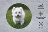 MuchoWow® Mauspad Mousepad Malteser Hund auf einer Wiese Produktbild-Vorschau 2