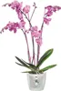 ELHO Obal Brussels Orchid 16 cm, čirá Náhled obrázku produktu 2