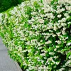 Bielokvetý jasmín Philadelphus Snowbelle - vonavé biele Náhľad obrázku produktu 5