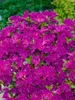 Rhododendron obtusum 'Purpurtraum', Azalee, purpur, 15–20 Produktbild-Vorschau 2