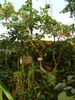 Rote Engelstrompete (Brugmansia sanguinea)  - 10 Samen Produktbild-Vorschau 3