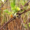 Kamtschatka-Heckenkirsche Honeybee 2L Produktbild-Vorschau 3