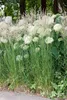 Trawa ozdobna "Karl Foerster" (Calamagrostis x acutiflora), Podgląd zdjęcia produktu 7
