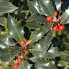 2 x agrifoglio dell'Alaska - Ilex aquifolium 'Alaska' | Anteprima dell’immagine prodotto 1