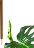 BigDean Pflanzstab Kokos 110 cm - Monstera Rankhilfe Produktbild-Vorschau 1