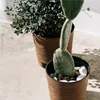 Two potted plants, a cactus and a leafy plant, sit on a light-colored surface with shadows cast by sunlight. Náhled obrázku produktu