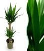 Green boutiQ - Plante d'intérieur - Yucca elephantipes - Voir les images du produit 1