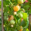Framboisier - Set de 3 - Rubus idaeus 'Fallgold' - Hauteur Voir les images du produit 4