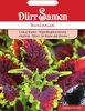 Buntnessel | Buntnesselsamen von Dürr Samen Produktbild-Vorschau 4