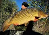 SuperFeed Hook Fatty Pellet 20mm/150g Roter Krill Produktbild-Vorschau 2