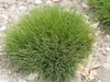 Stauden Gänge 10 x Festuca gautieri 'Pic Carlit' - Produktbild-Vorschau 6