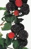 Himbeeren 4-Sorten Kombination 2 x rote - 1 x gelbe und 1 x Produktbild-Vorschau 5