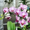 Biopon concime per orchidee in stick 12 pezzi Concime Anteprima dell’immagine prodotto 3