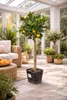 Oranger Citrus sinensis Washington Navel 120–140 cm – Voir les images du produit 4