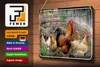 Blechschild Spruch 30x20cm es gibt so viele Hühner und Produktbild-Vorschau 3