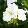Pelargonie vzpřímená – Pelargonium zonale – 12cm květináč – Náhled obrázku produktu 3