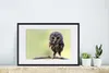 MuchoWow® MuchoWow® Gerahmtes Poster Eule - Vogel - Wald Produktbild-Vorschau 4