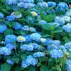 A close-up view of a cluster of blue hydrangeas with some green leaves and a few yellow flowers. Produktbild-Vorschau