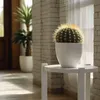 Złoty Kaktus Beczkowy - Echinocactus grusonii - Wysokość Podgląd zdjęcia produktu 5