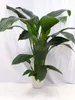 [Palmenlager] - XL Spathiphyllum "Sensation" - Einblatt ca. Produktbild-Vorschau 2