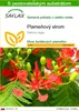 SAFLAX - plameňový strom - Delonix regia - 6 Semená - S Náhľad obrázku produktu 1