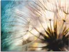 ARTland Leinwandbild Pusteblume Makro abstrakt Größe: 40x30 Produktbild-Vorschau 1