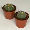 Lophophora williamsii - Peyote - Peyotl kaktus - kvitnúci, Náhľad obrázku produktu 3