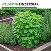 Zitronenmelisse  Samen - Melissa officinalis - Produktbild-Vorschau 8