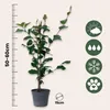 Kamelia japońska - 2 szt - Camellia japonica 'Dr. King' - Podgląd zdjęcia produktu 2