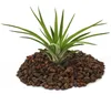 Tillandsia brachycaulos abdida - volně rostoucí rostlina Náhled obrázku produktu 2