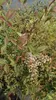 Nandina domestica - Nandina Domestica 30- 40 cm - Container Produktbild-Vorschau 3
