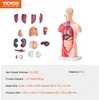 A VEVOR human torso anatomy model with detachable organs, displayed with its individual parts arranged to the left. Podgląd zdjęcia produktu