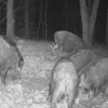 Buchenteer - Lockstoff für Wildschweine 2,5l (3kg) Produktbild-Vorschau 3