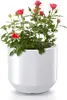 A potted rose plant with red flowers in a white planter. Náhled obrázku produktu