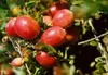 Vaccinium vitis-idaea, Preiselbeere, immergrün, ca. 9x9 cm Produktbild-Vorschau 10