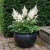 Stauden Gänge 1 x Astilbe japonica 'Deutschland' im 0,5 Produktbild-Vorschau 7