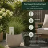 Kurzauslaufender Rotschwingel festuca rubra trichophylla Produktbild-Vorschau 3