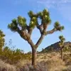 Exotensamen - 5er Pack - Winterhart - Yucca Brevifolia - Produktbild-Vorschau 8