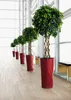 A row of five red planters with braided ficus trees inside, lining a hallway with large windows. Náhled obrázku produktu