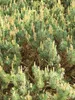 Berg Kiefer Pinus Mugo Humpy kompakt 40 - 50 cm Produktbild-Vorschau 2