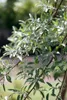 Elaeagnus angustifolia, schmalblättrige Ölweide, 80–100 cm Produktbild-Vorschau 2