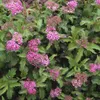 Spiraea jap. 'Crispa' - Brautspiere 25- 30 cm - Container Produktbild-Vorschau 2