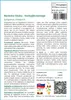 SAFLAX - Borievka čínska - Juniperus chinensis - 30 Semená Náhľad obrázku produktu 3