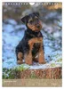 Welsh Terrier - viel Hund in kleiner Verpackung Produktbild-Vorschau 14