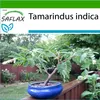 SAFLAX - tamarind - Tamarindus indica - 4 Semená - S Náhľad obrázku produktu 5